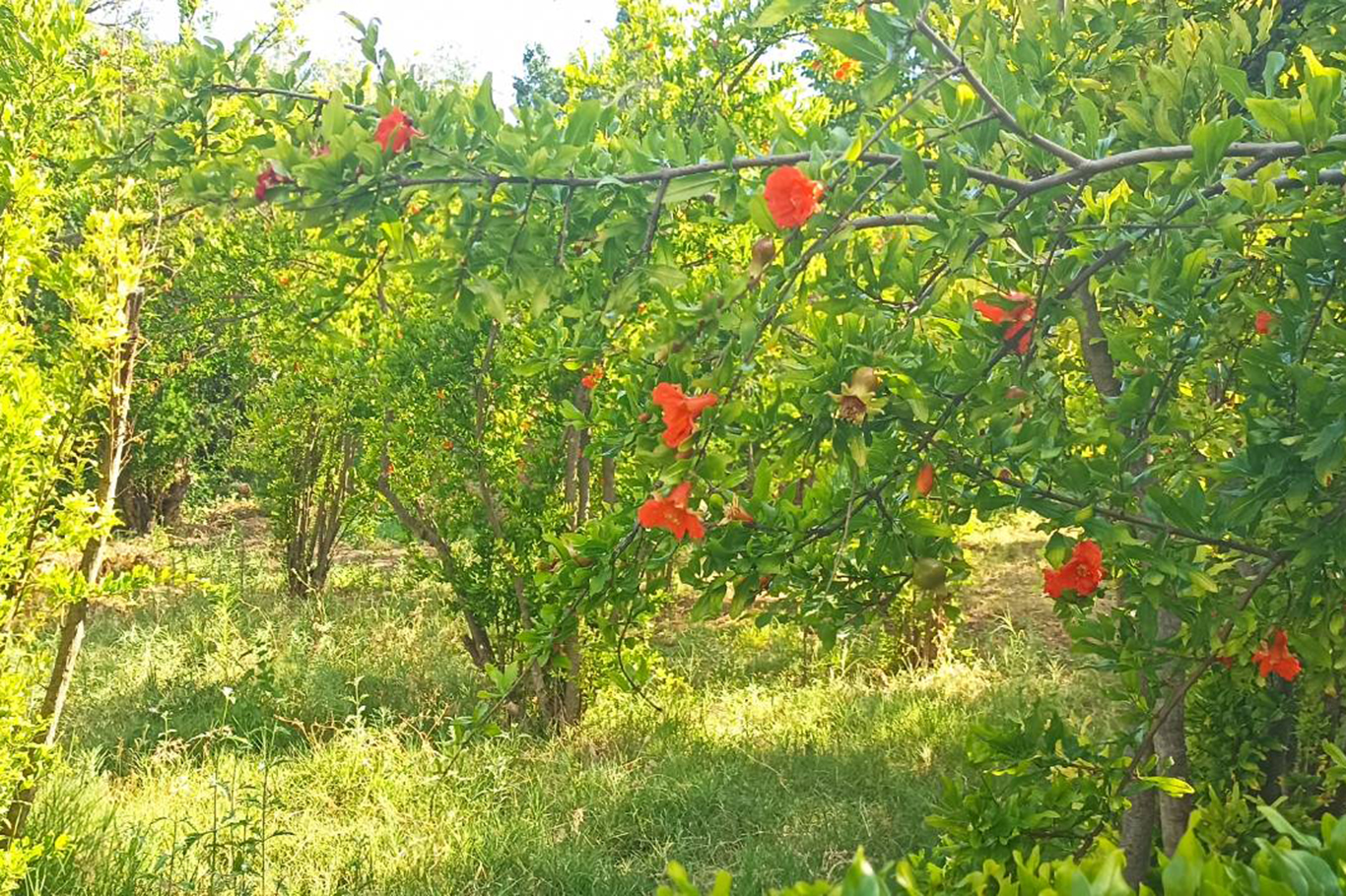 Kuruyan dereler doldu, tabiat yeniden canlandı