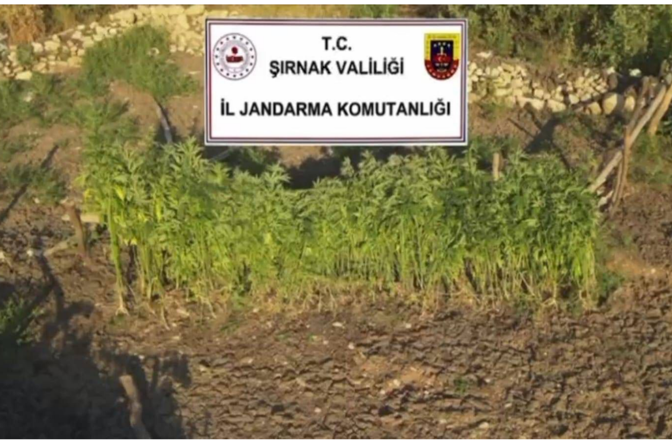 Şırnak merkezli 3 ilde uyuşturucu operasyonu: 5 gözaltı
