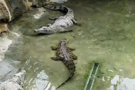 Man released on bail after arrest over child’s crocodile enclosure incident in England