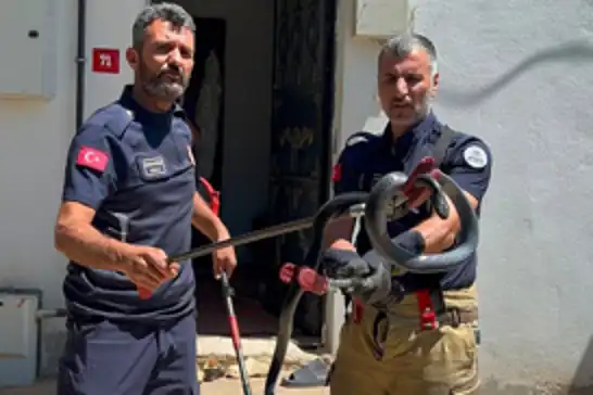 Mahallelinin 3 yıllık “korkulu rüyası” yakalandı
