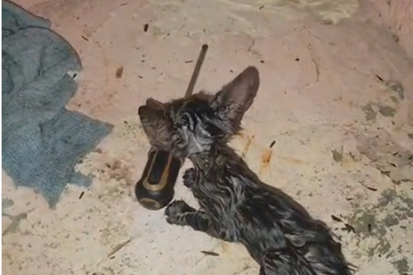 Çatıdaki gider borusuna düşen kedi itfaiye ekipleri tarafından kurtarıldı