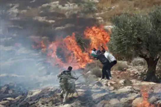 Israeli settlers set fire to Palestinian farmland in Turmus Ayya