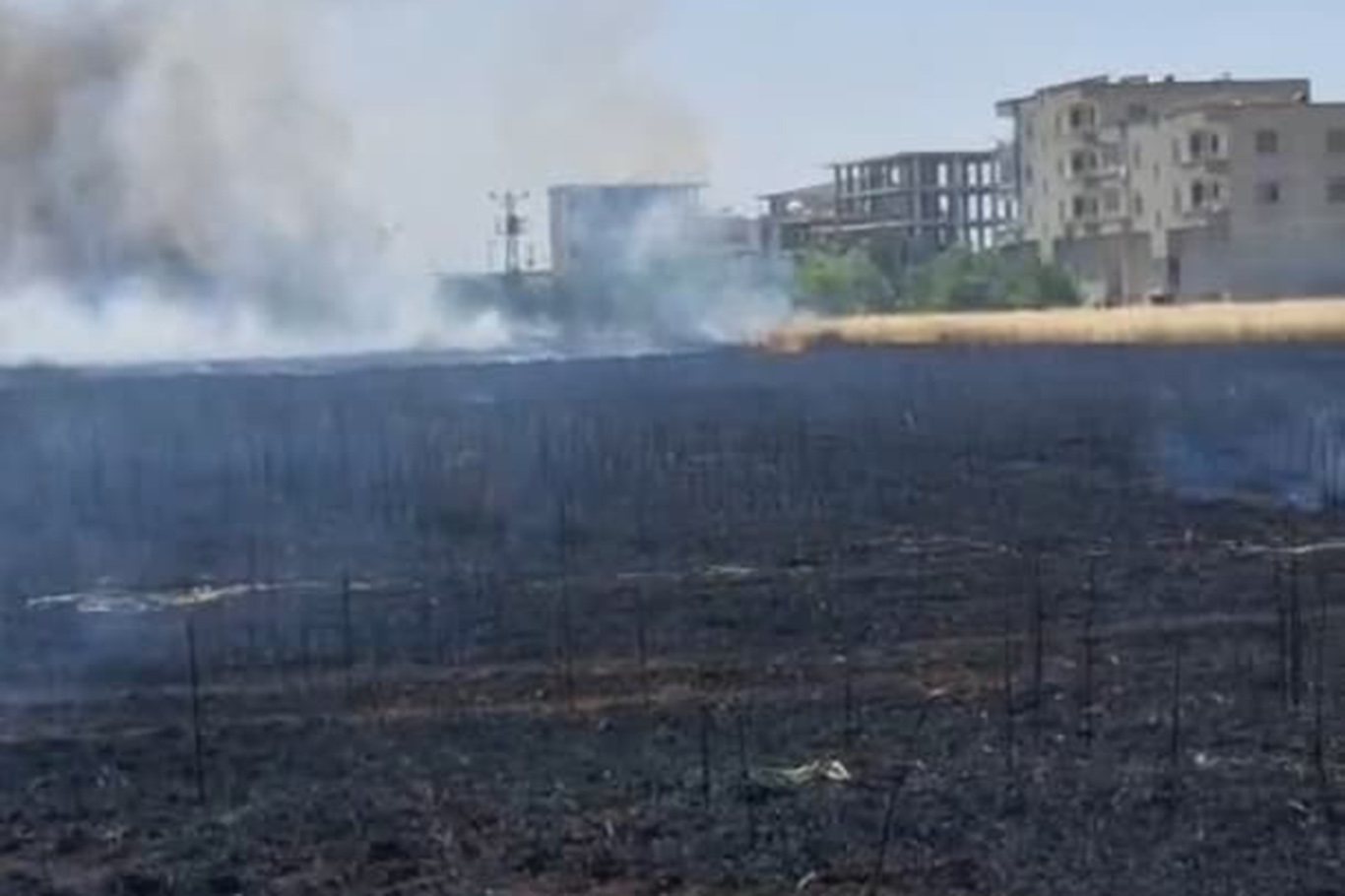 Li Dîyarbekirê agir bi zeviyeke genim ket