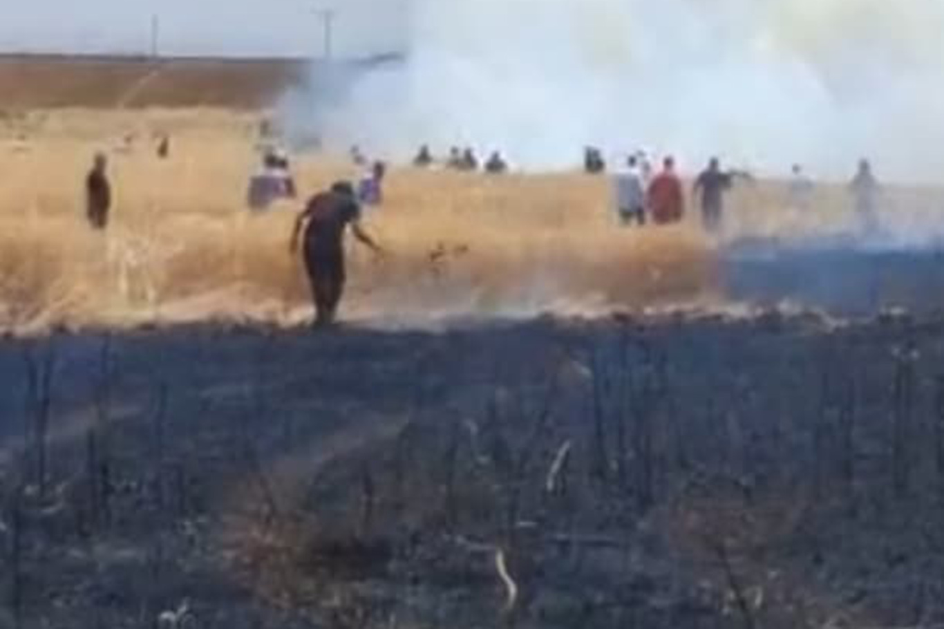 Li Dîyarbekirê agir bi zeviyeke genim ket