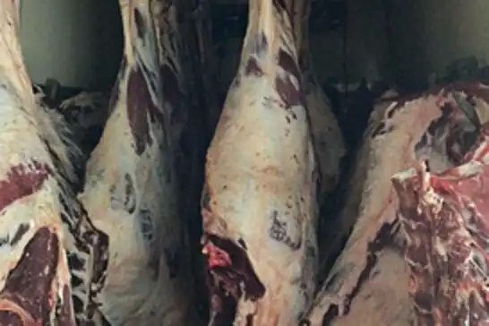 Sakarya’da tüketime uygun olmayan 1,8 ton et imha edildi