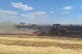 Mardin'de yaklaşık 80 dönüm buğday ekili alan kül oldu 