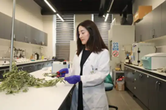 Atık zeytin dallarıyla kuraklığa akıllı çözüm 