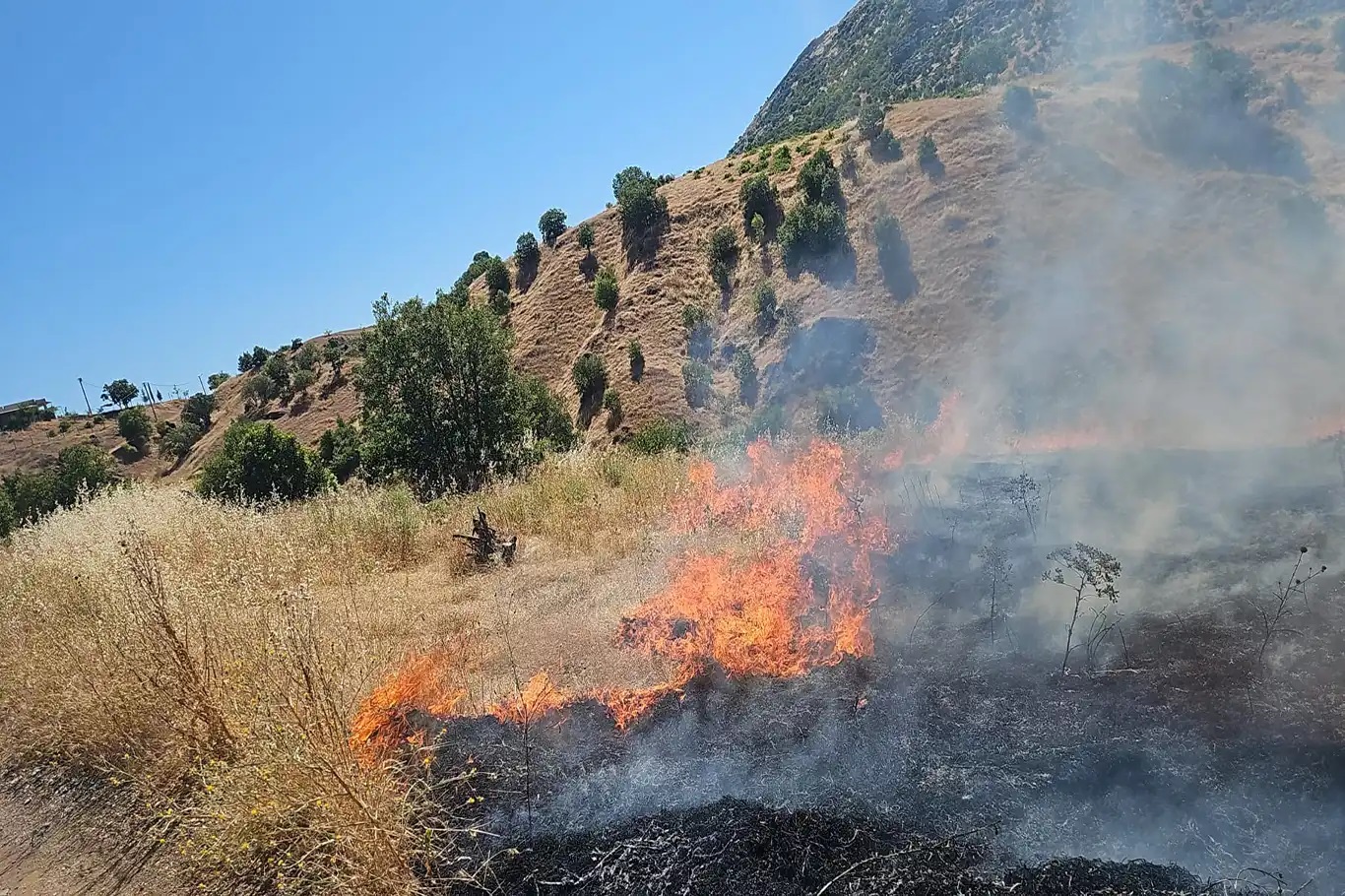 Li Dîyarbekirê agir bi daristanê ket