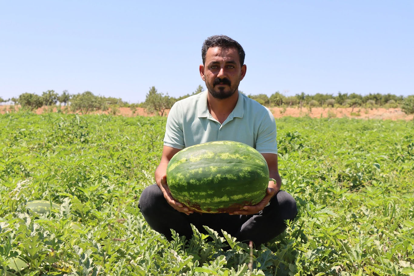 Kar suyunun bereketi Yaylak karpuzuna lezzet katıyor
