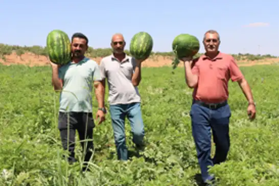 Kar suyunun bereketi Yaylak karpuzuna lezzet katıyor