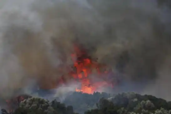 Muğla'da orman yangını