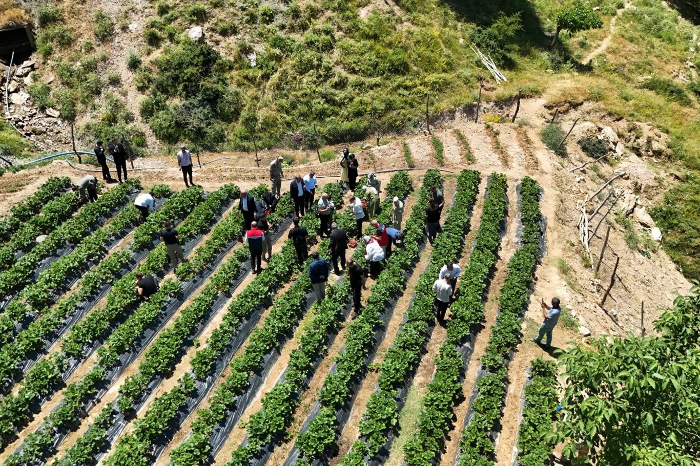 Siirt'te çilek hasadı başladı