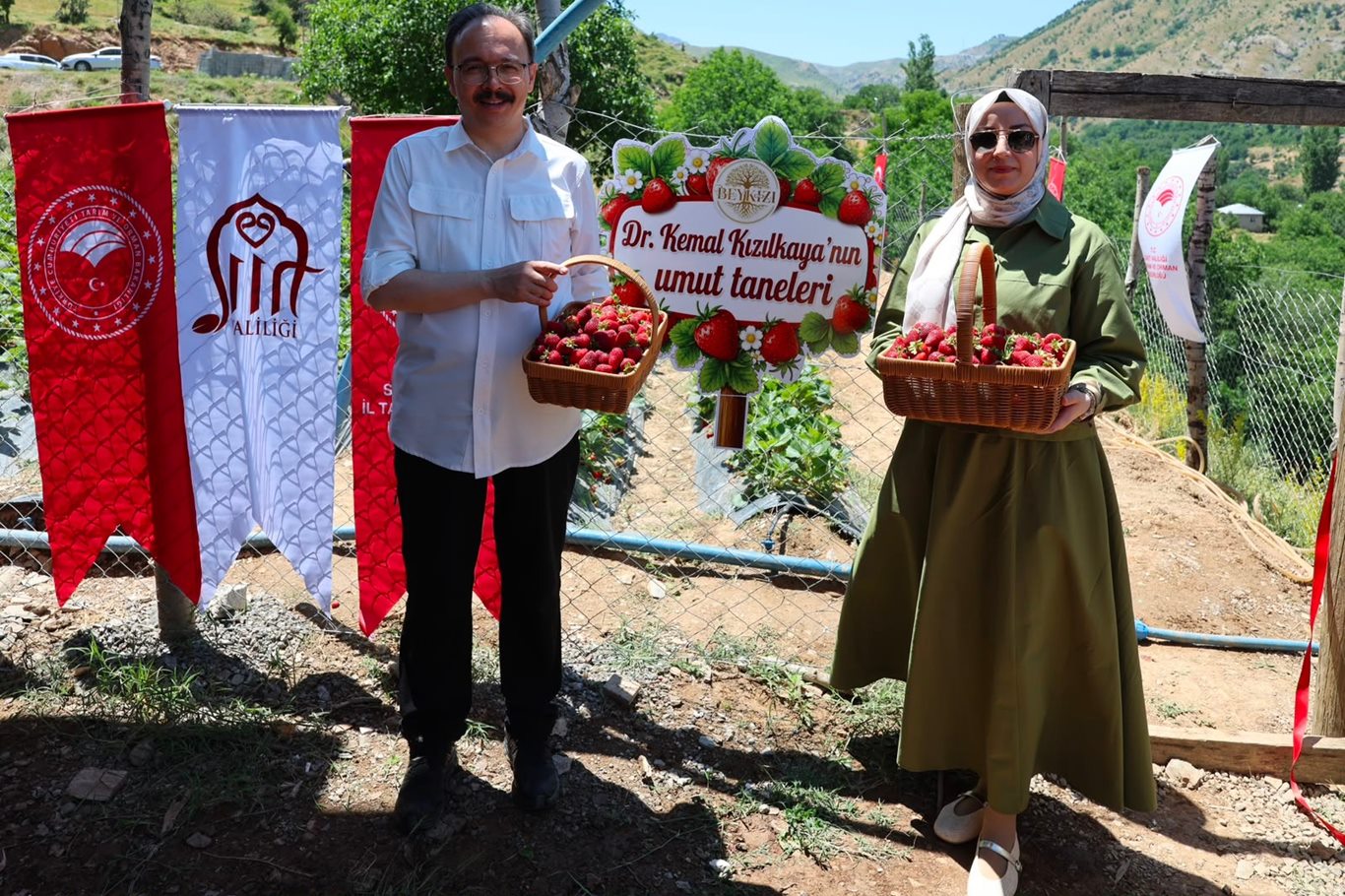Siirt'te çilek hasadı başladı