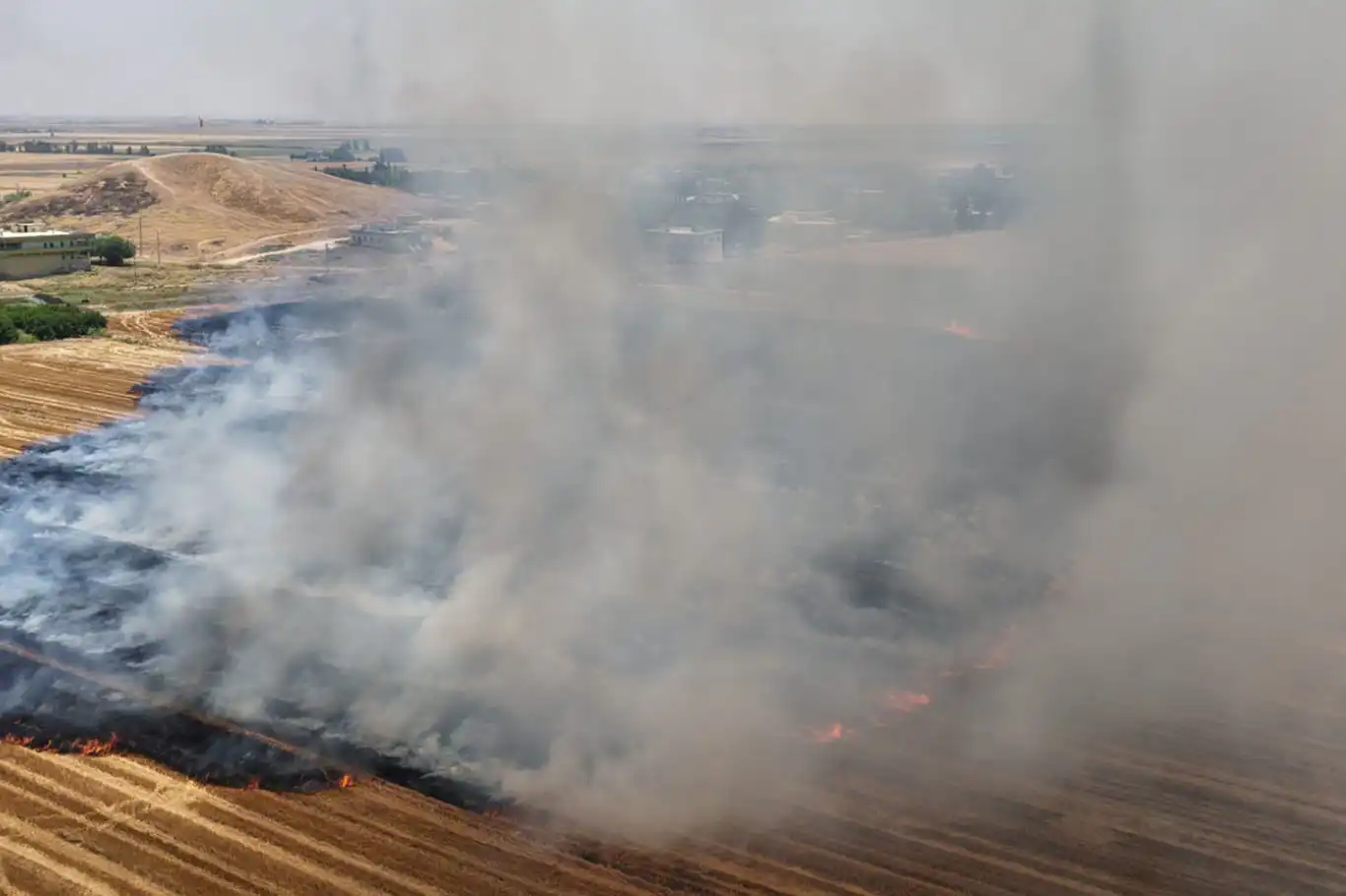Şanlıurfa'da anıza doğrudan ekim uygulaması yaygınlaştırılıyor