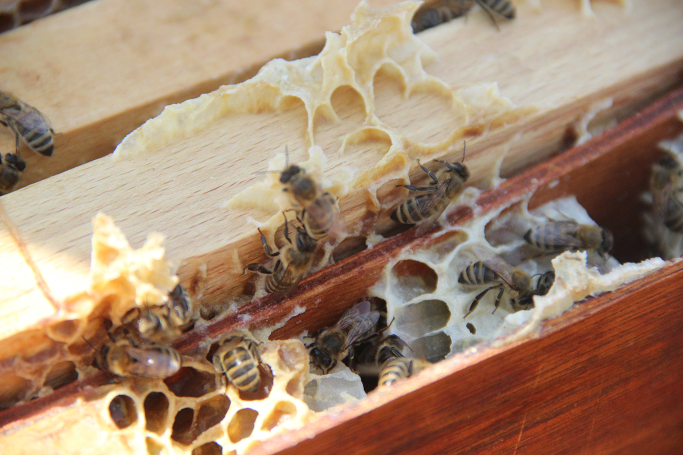 İDİL'DE 53 ARICI, 65 MİLYON ARI İLE BAL ÜRETİYOR