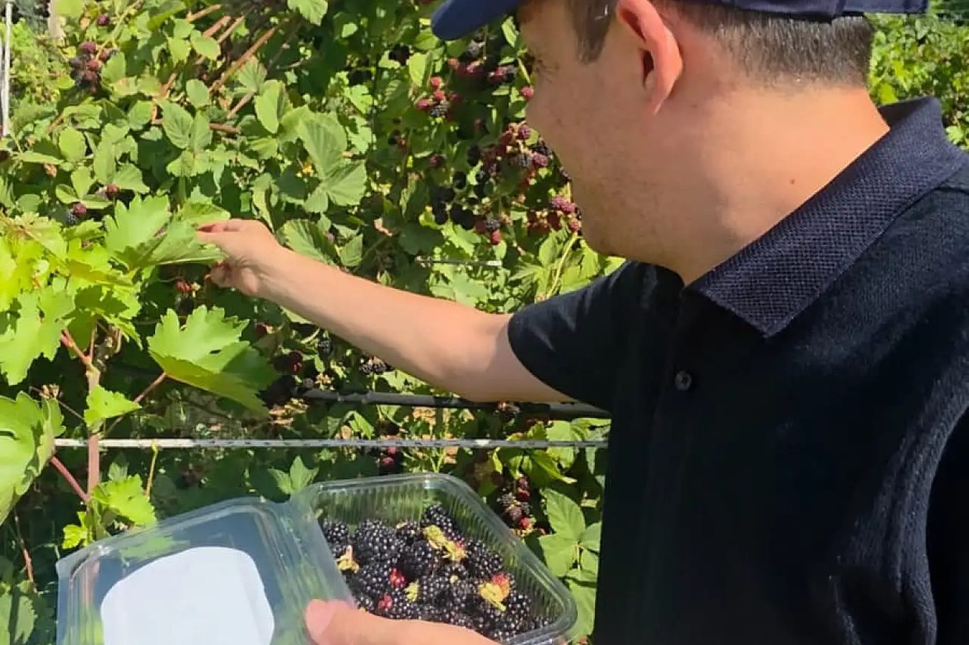 Siirt'te özel bireyler böğürtlen hasadı yaptı