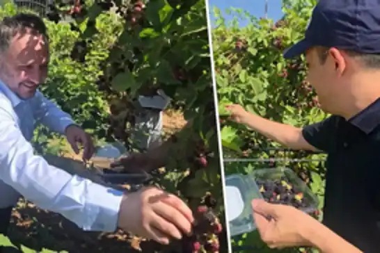 Siirt'te özel bireyler böğürtlen hasadı yaptı