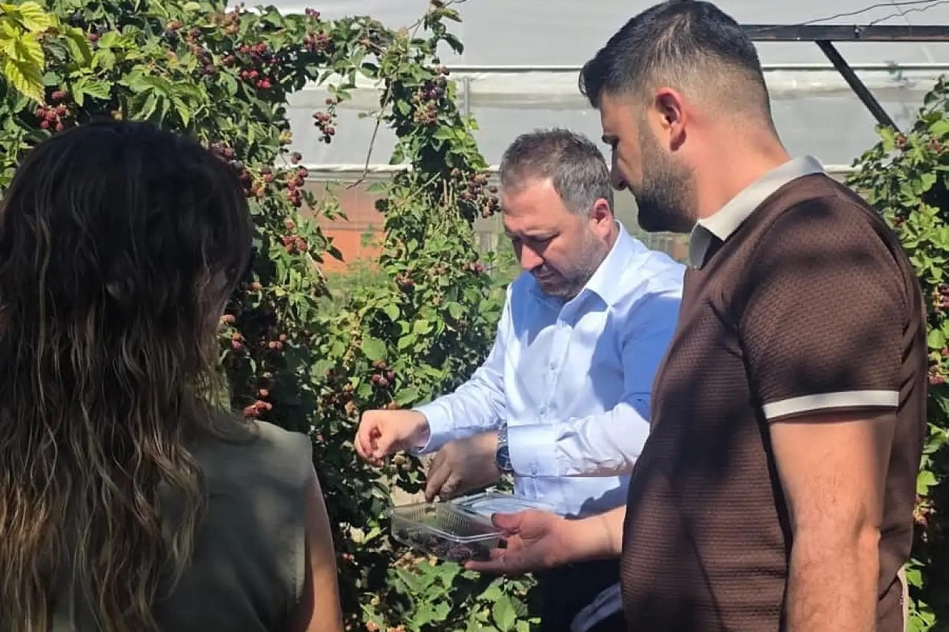 Siirt'te özel bireyler böğürtlen hasadı yaptı