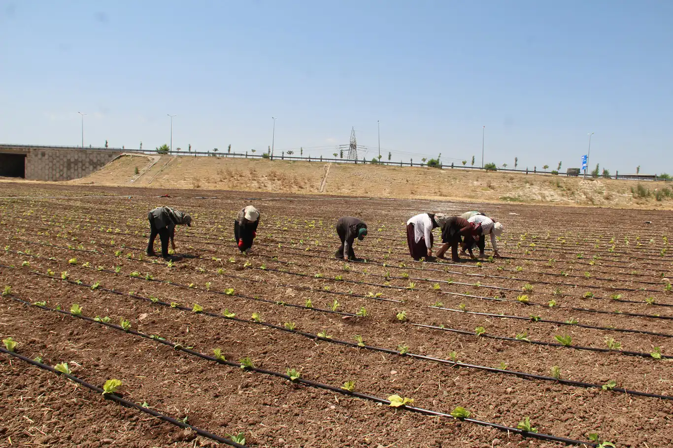 Tarım işçilerinin kavurucu sıcakta düşük yevmiyeyle geçim mücadelesi