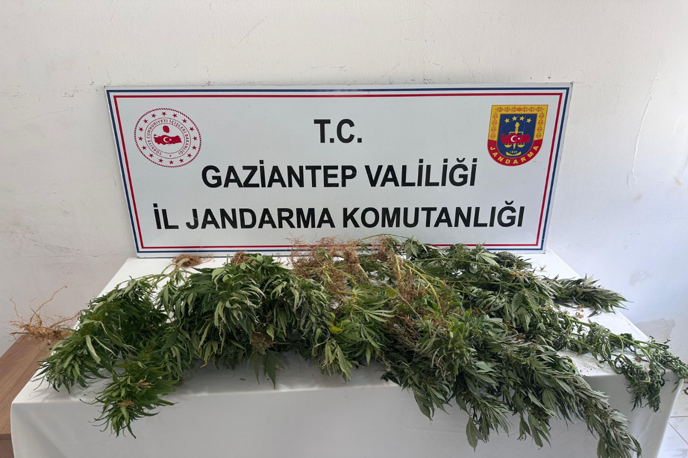 Gaziantep’te kenevir ekimine jandarma operasyonu