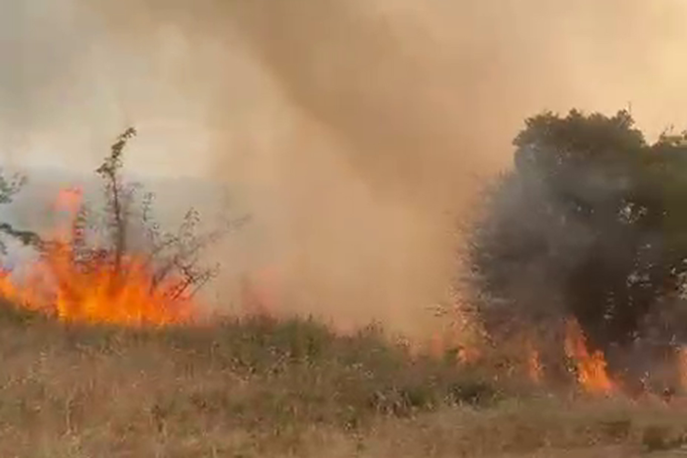 Li Meletîyê agir bi daristanê ket