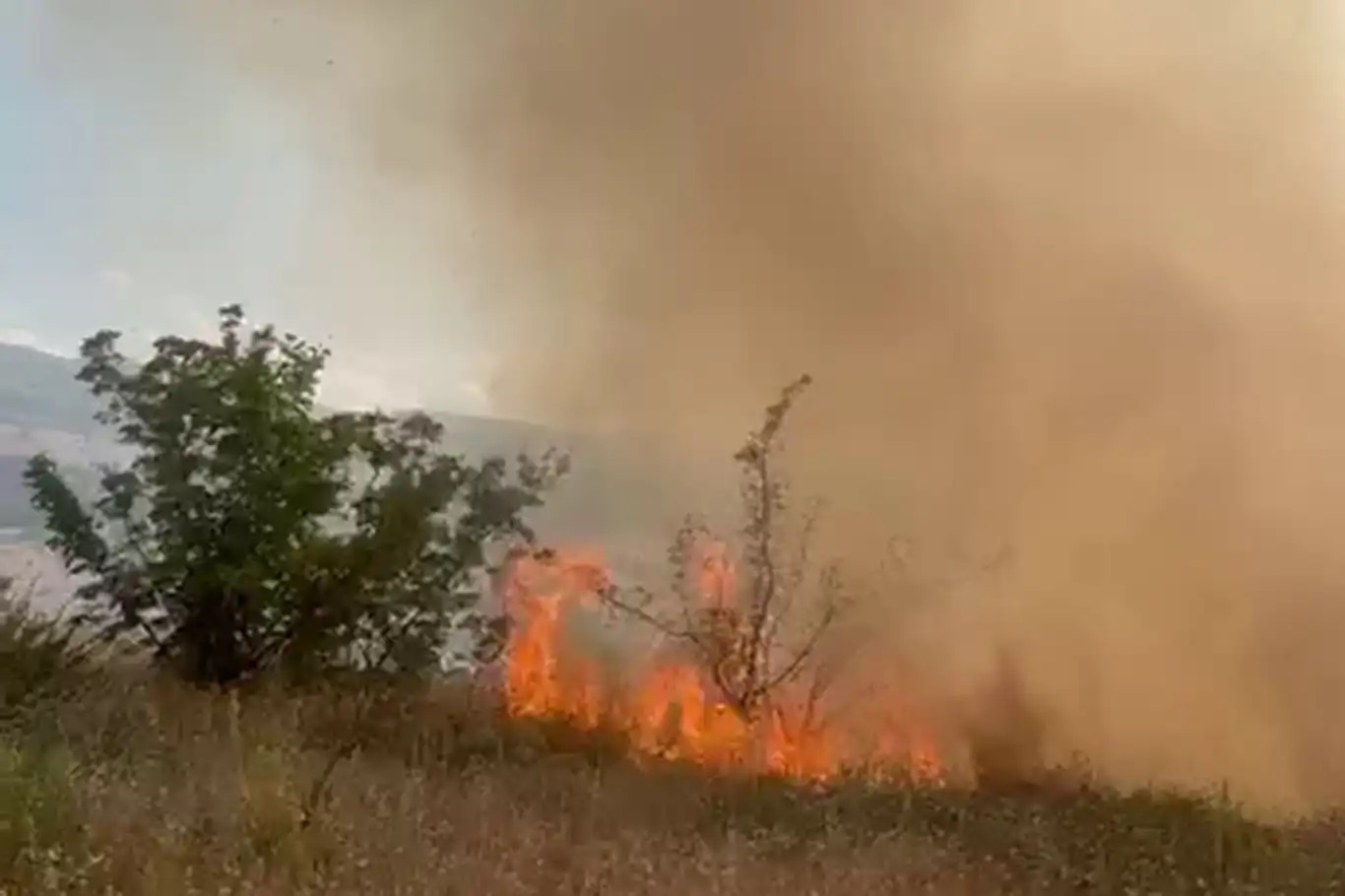 Li Meletîyê agir bi daristanê ket
