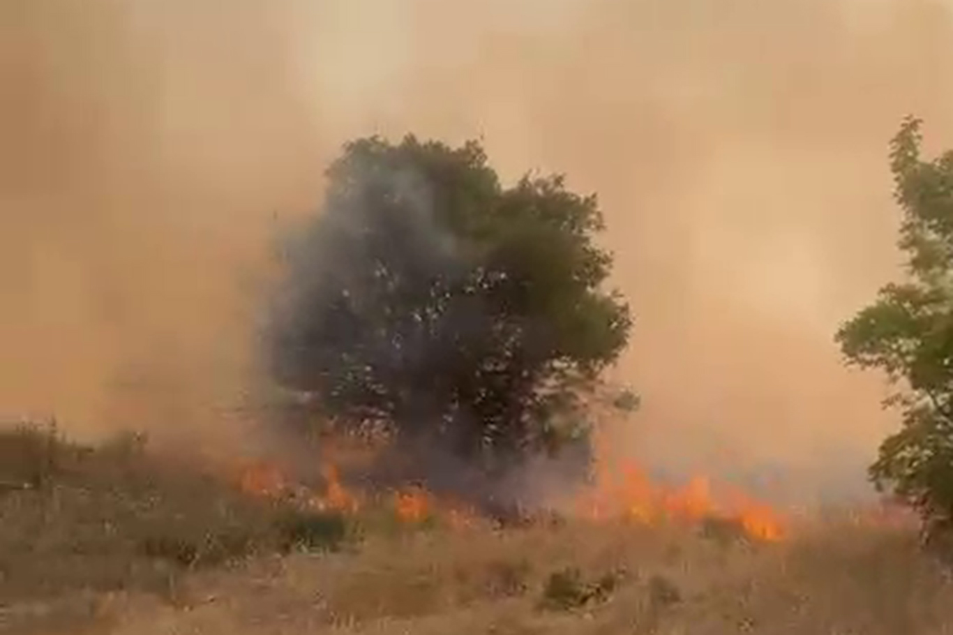 Li Meletîyê agir bi daristanê ket