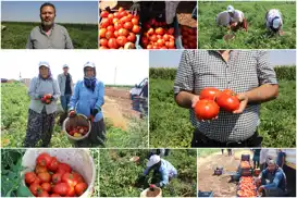 Gaziantep'te domates üreticileri artan girdi maliyetleri ve düşük ürün fiyatlarından şikayetçi