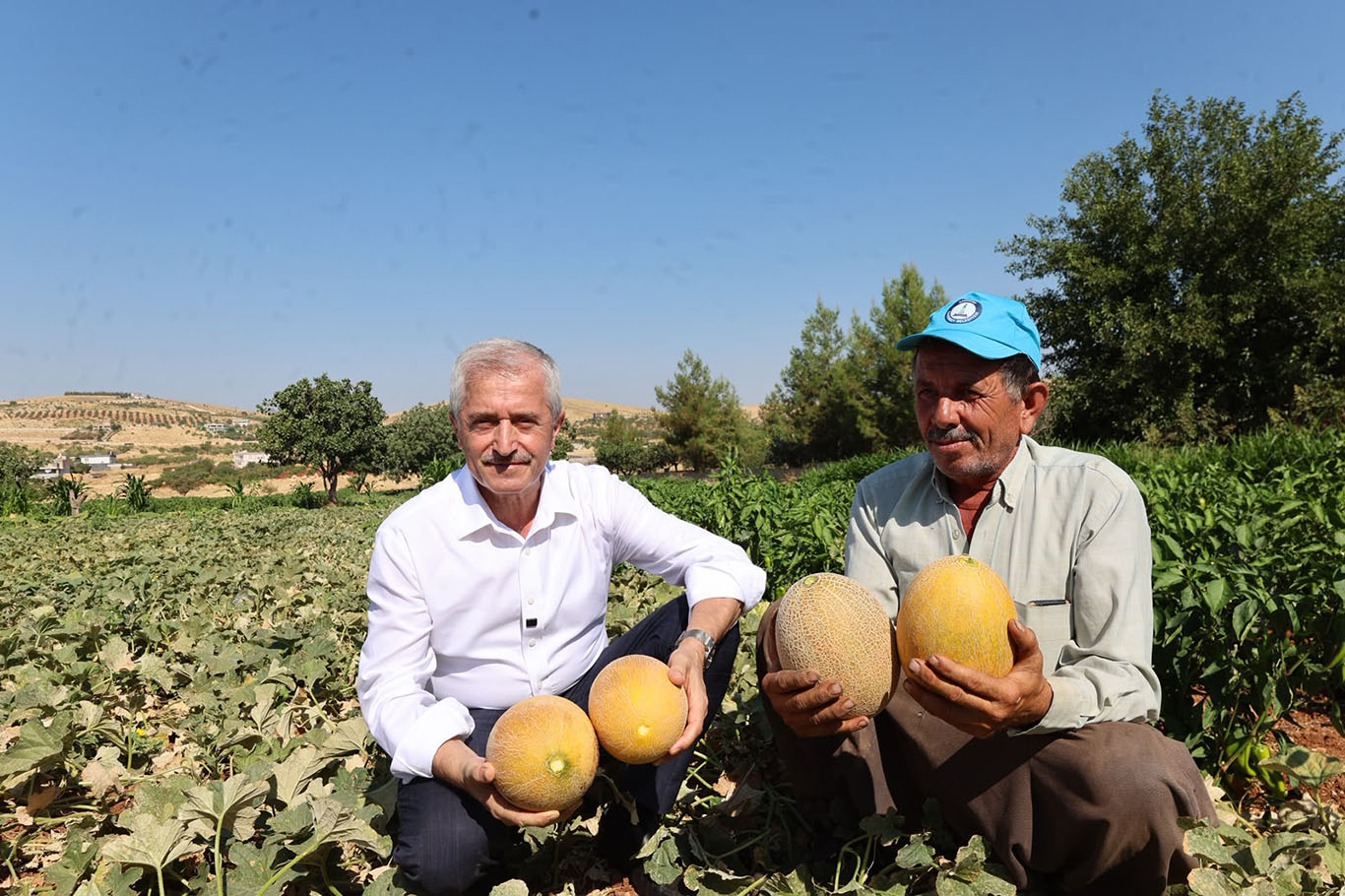 Gaziantep'te fide desteği alan çiftçilerde hasat dönemi başladı