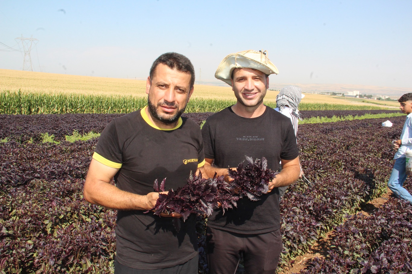 Mor reyhan hasadına başlayan çiftçiler: Bir makineyle Batman'ı marka yapabiliriz