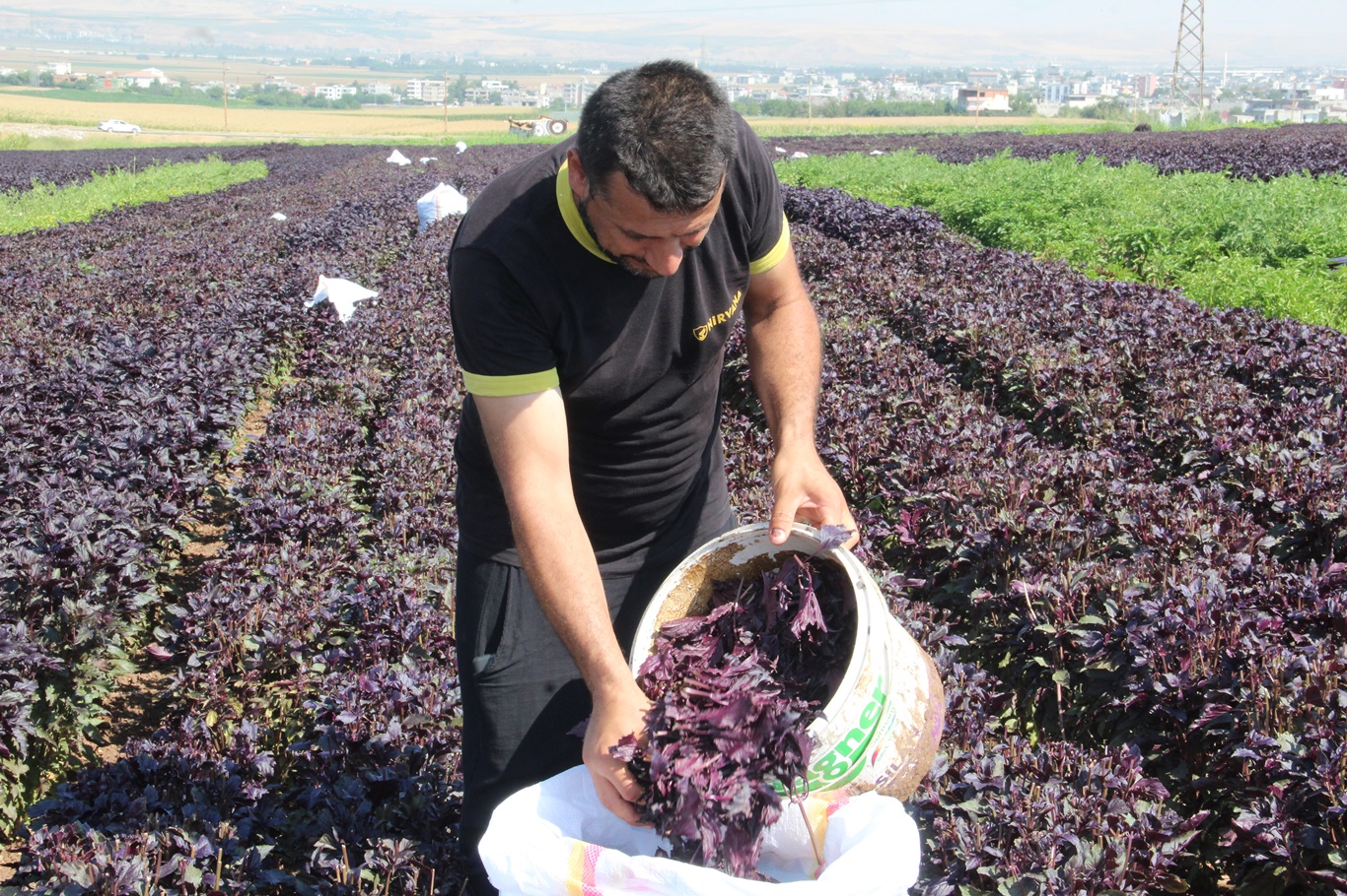 Mor reyhan hasadına başlayan çiftçiler: Bir makineyle Batman'ı marka yapabiliriz