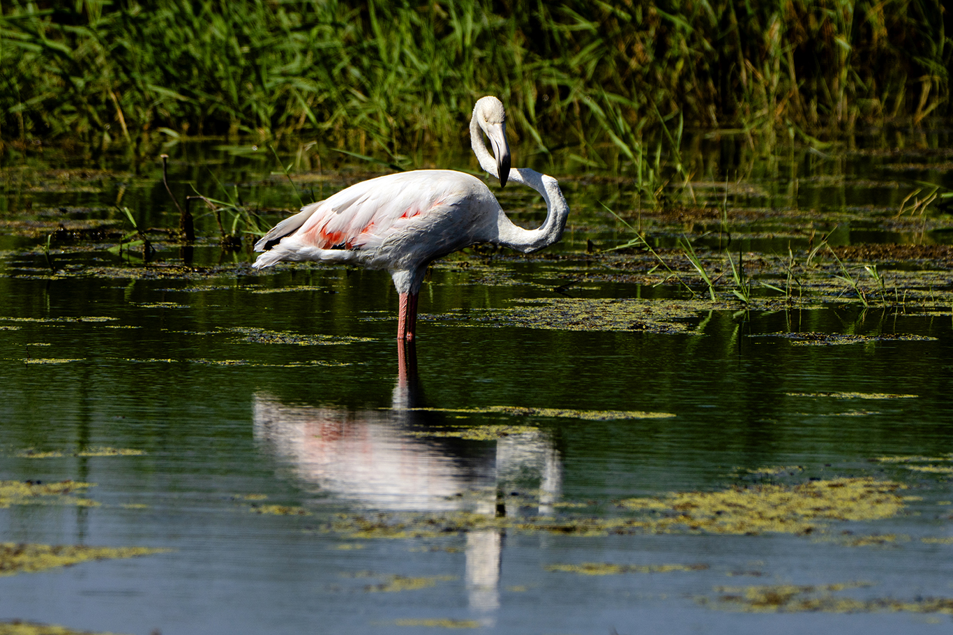 Diyarbakır’da leyleklerin arasında flamingo sürprizi