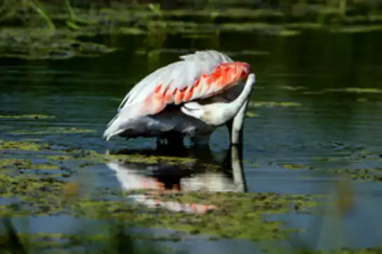 Diyarbakır’da leyleklerin arasında flamingo sürprizi
