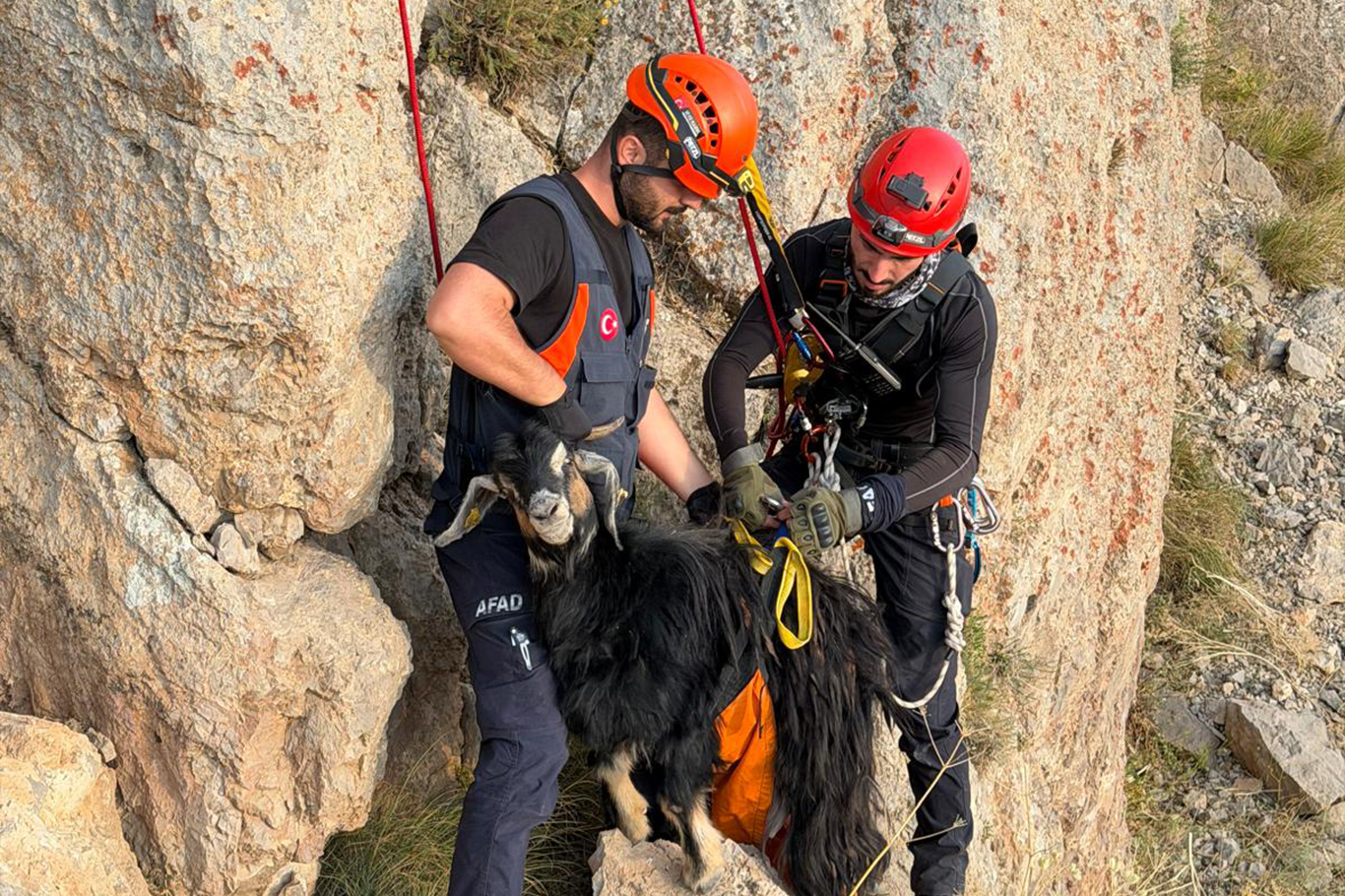 ŞIRNAK'TA DAĞDA MAHSUR KALAN KEÇİLER İÇİN EKİPLER SEFERBER OLDU