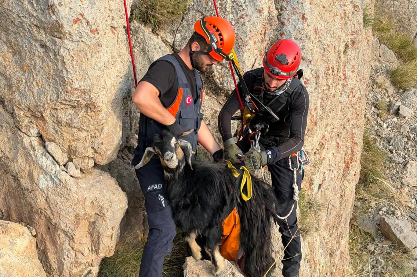 Şırnak'ta dağda mahsur kalan keçiler için ekipler seferber oldu