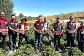 Aroma kalitesi yüksek çilekler yetiştiriyorlar