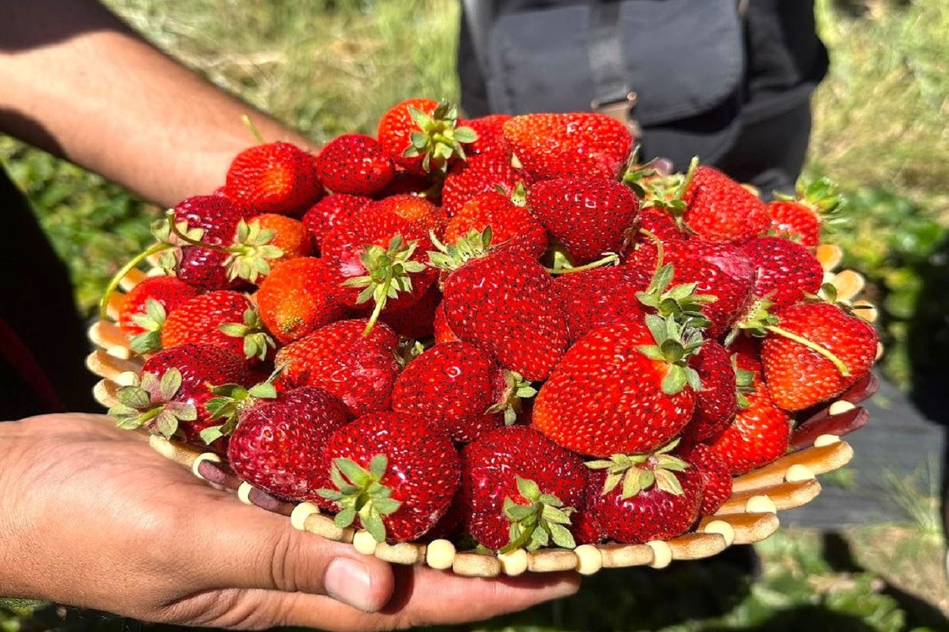 Aroma kalitesi yüksek çilekler yetiştiriyorlar