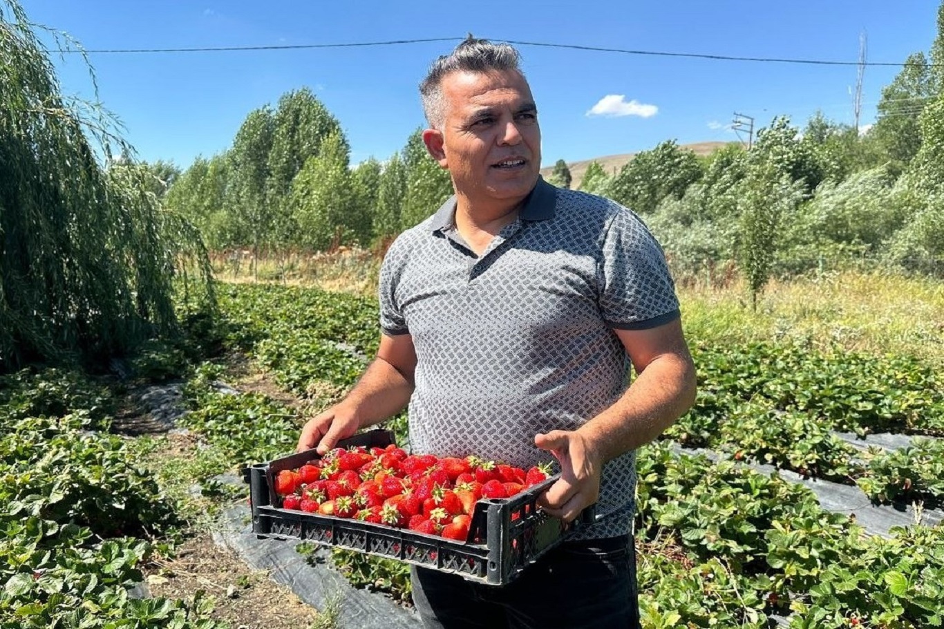 Aroma kalitesi yüksek çilekler yetiştiriyorlar