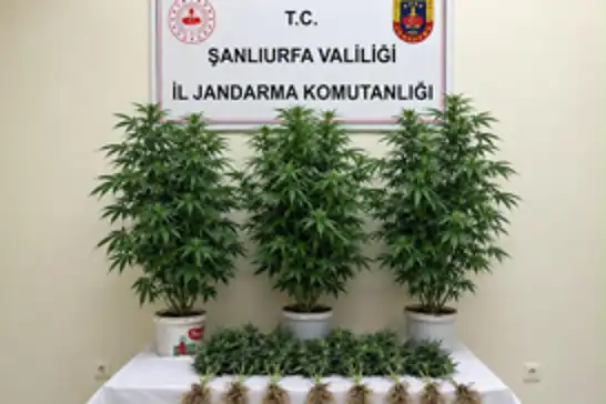 Şanlıurfa'da kenevir operasyonu
