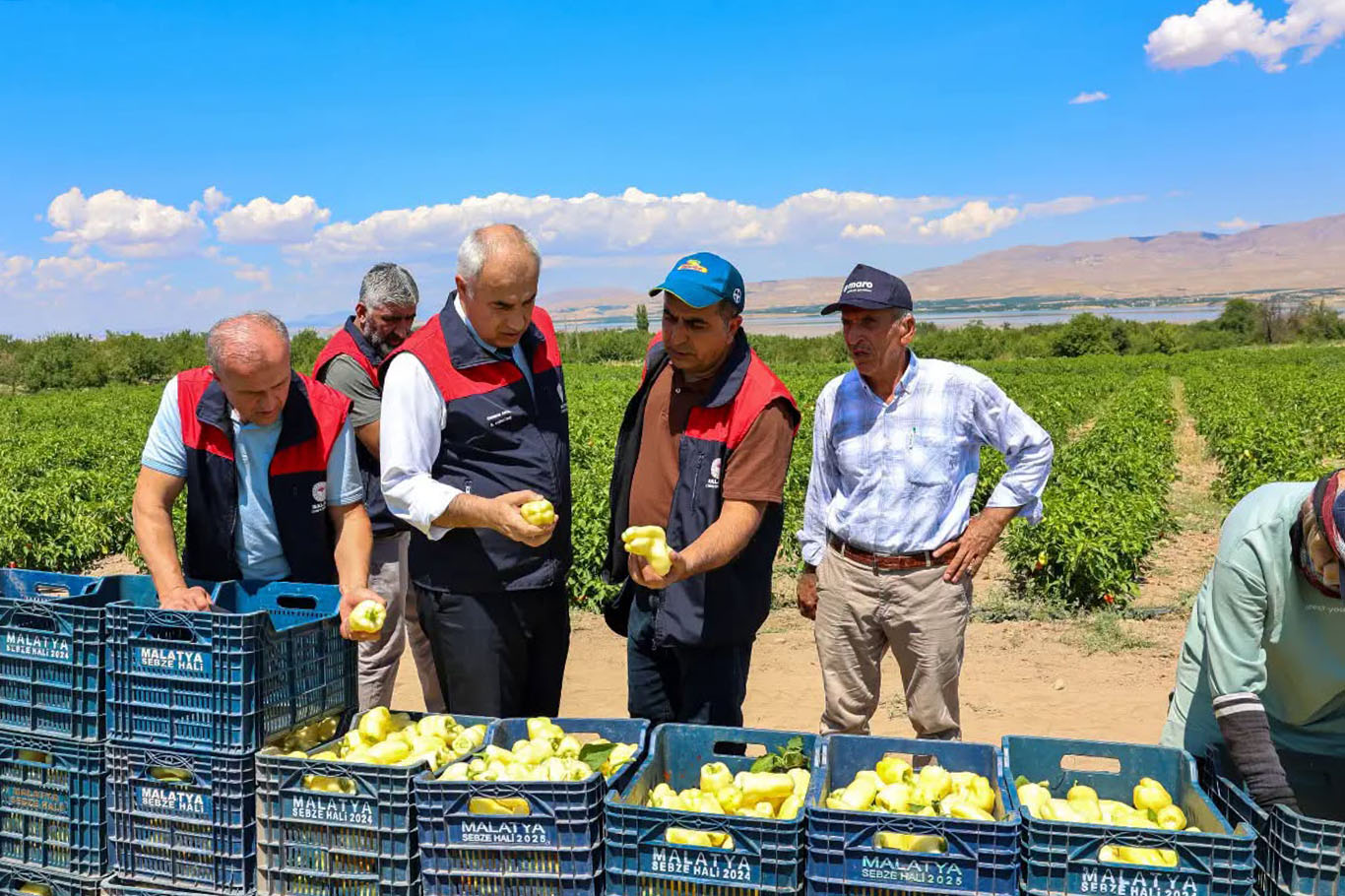 Malatya'da üreticilere dağıtılan 1 milyon 85 bin sebze fidesinde hasat zamanı 