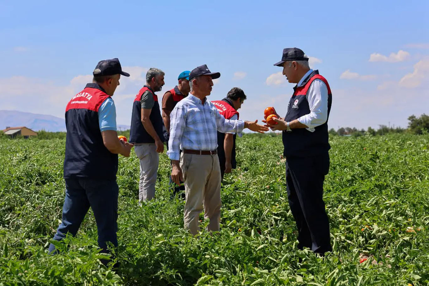 Malatya'da üreticilere dağıtılan 1 milyon 85 bin sebze fidesinde hasat zamanı 