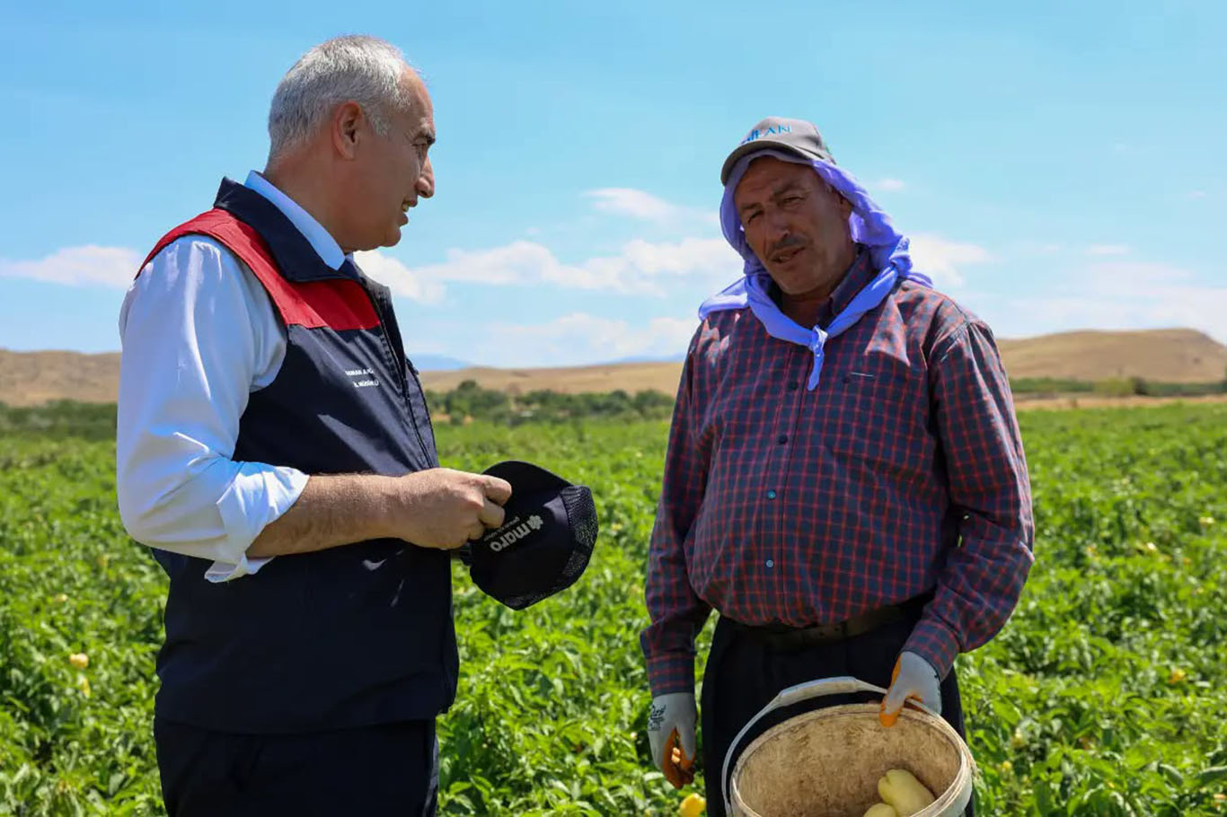 Malatya'da üreticilere dağıtılan 1 milyon 85 bin sebze fidesinde hasat zamanı 