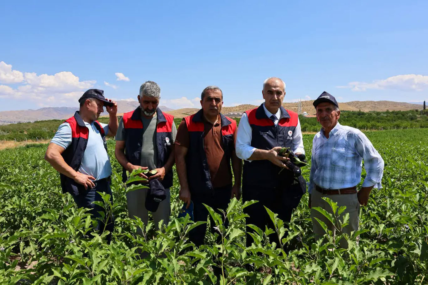 Malatya'da üreticilere dağıtılan 1 milyon 85 bin sebze fidesinde hasat zamanı 
