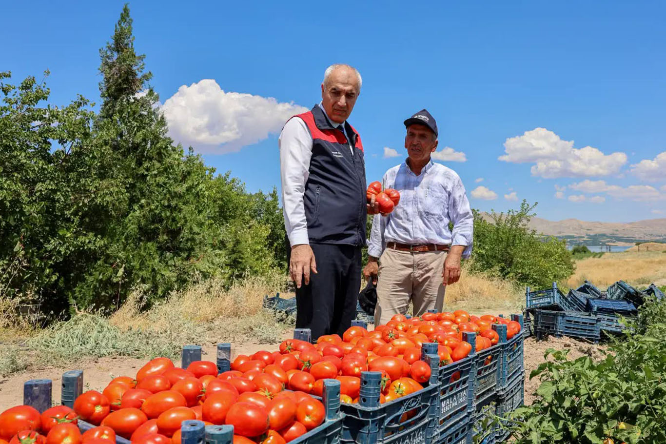 Malatya'da üreticilere dağıtılan 1 milyon 85 bin sebze fidesinde hasat zamanı 
