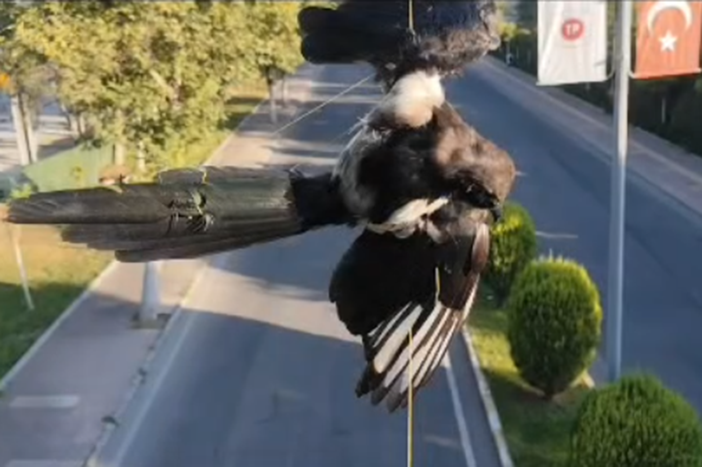 Batman'da direğe dolanan kuş kurtarıldı