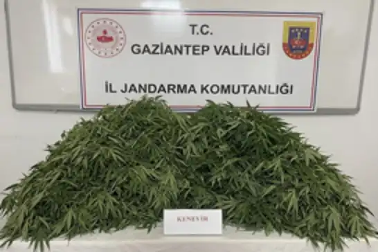 Gaziantep'te kenevir ekimi yapan 9 şüpheli yakalandı
