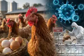 Australia confirms first mass wildlife deaths from H5 bird flu as outbreak spreads