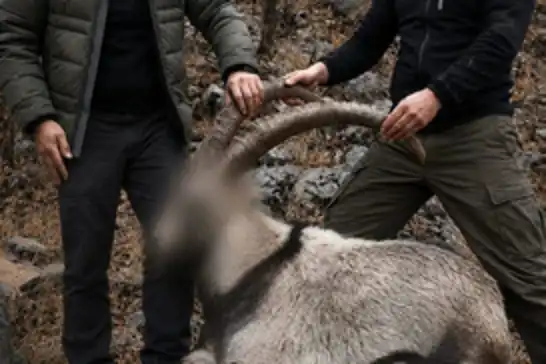Siirt'te koruma altındaki 5 yaban keçisini avlayanlara 6 yıl sonra ceza