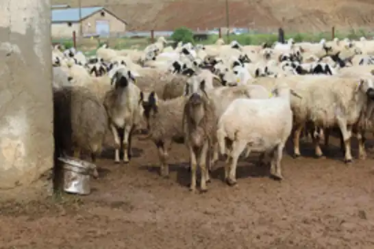 TİGEM'den 7 bin 350 baş küçükbaş için satış ihalesi