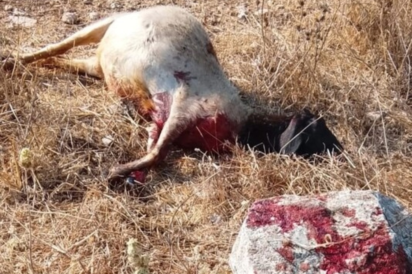 من الأغنام إلى المنازل.. تصعيد إسرائيلي يفاقم التوتر في الضفة